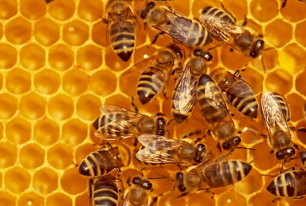 Beehiiv Launches Webinars and Customizable Paywalls for Creators